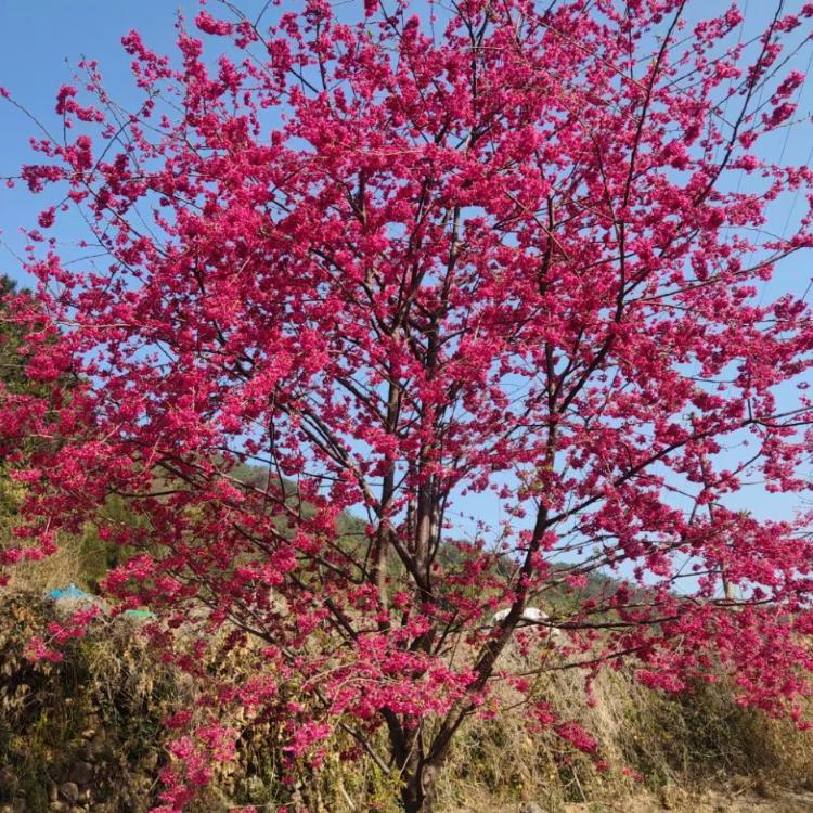 福建山樱花批发价格