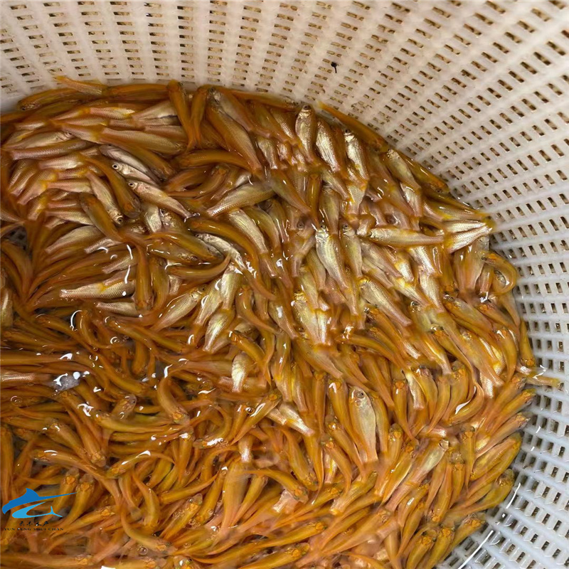 湛江色泽好金鲩鱼苗青竹鲩鱼苗螺蛳鲩鱼苗