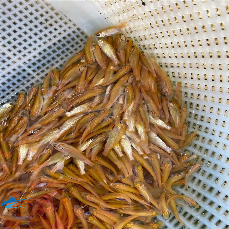 湛江色泽好金鲩鱼苗青竹鲩鱼苗螺蛳鲩鱼苗