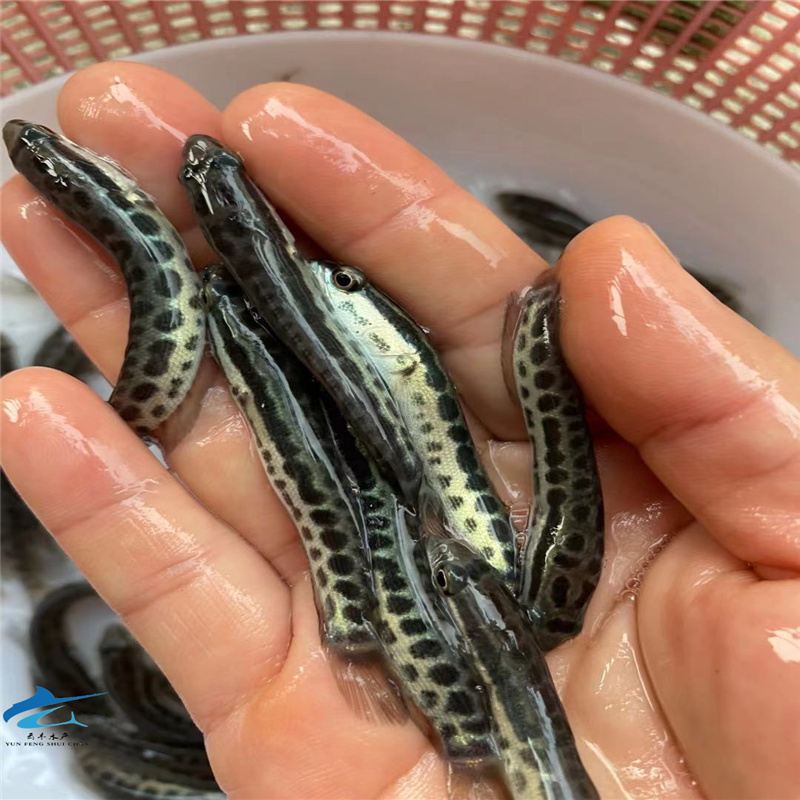 揭陽烏棒魚苗財魚苗廣東黑魚苗報價