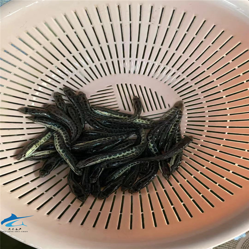 长治杂交黑鱼苗火头黑鱼苗苗场供应