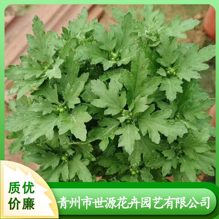 世源千头菊供应商售卖千头菊苗千头菊行情