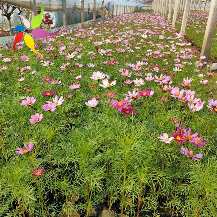 波斯菊小苗 波斯菊批發 波斯菊產地直髮