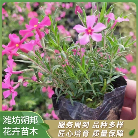 福祿考小苗售價芝櫻花種苗商家批發