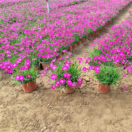 山东花卉苗木批发欧石竹杯苗欧石竹基地量大从优