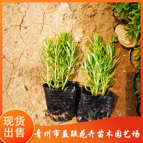 基地供应醉蝶花益联醉蝶花小苗醉蝶花价格