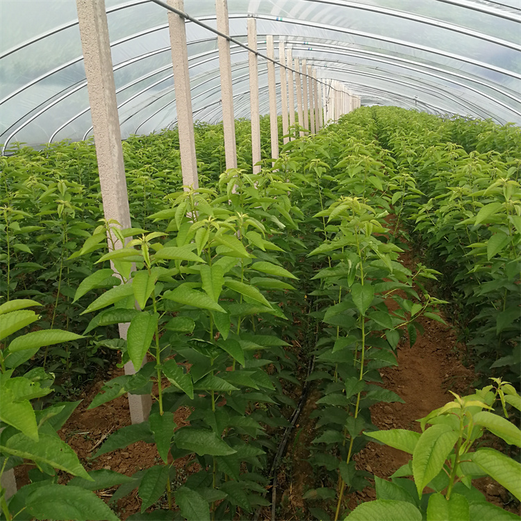 早熟樱桃苗品种 齐早樱桃苗基地 矮化齐早樱桃苗价格