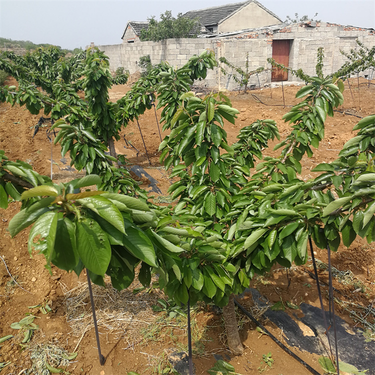 原产地供应辉煌樱桃苗 矮化樱桃苗 吉塞拉6号樱桃苗 量大 价格低 品种