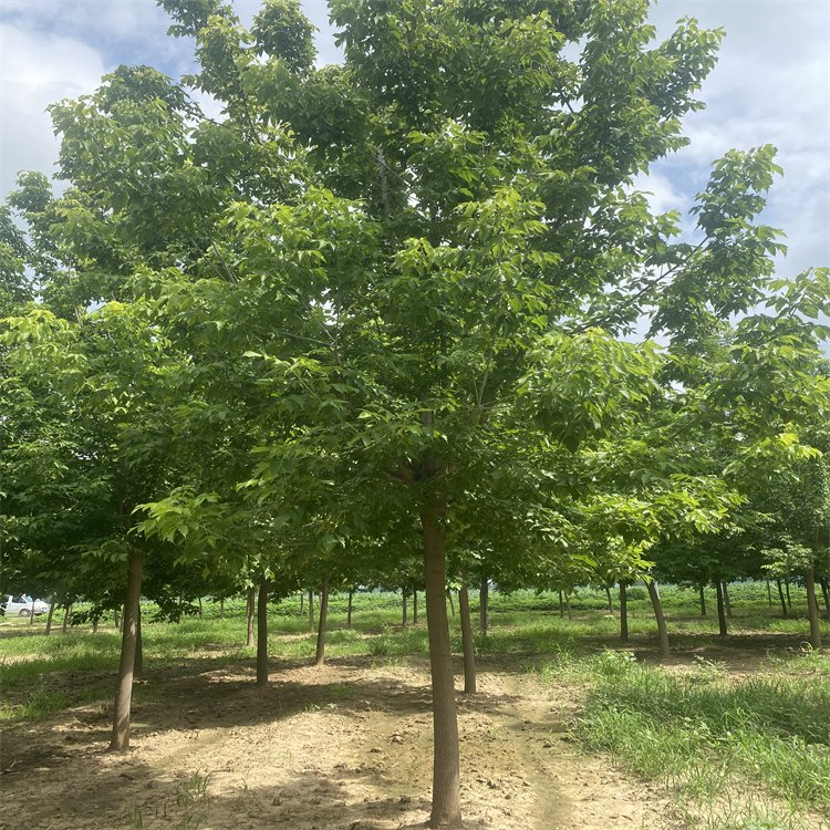 朝阳金叶复叶槭苗木金叶糖槭价格批发值得信赖