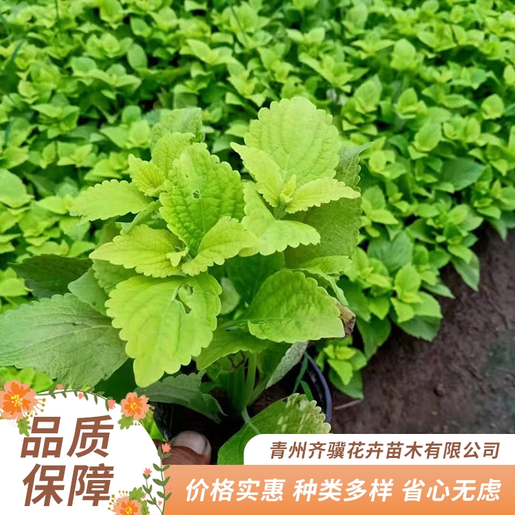 纯黄彩叶草种植栽培纯黄彩叶草幼苗商家直供