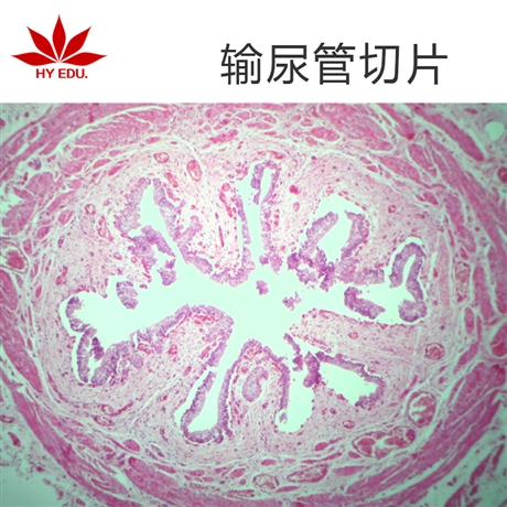 紅蘋果輸尿管生物切片組織胚胎玻片片體透亮