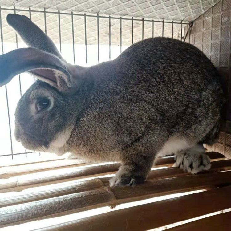 山西大型养兔场 福农兔业比利时种兔养殖