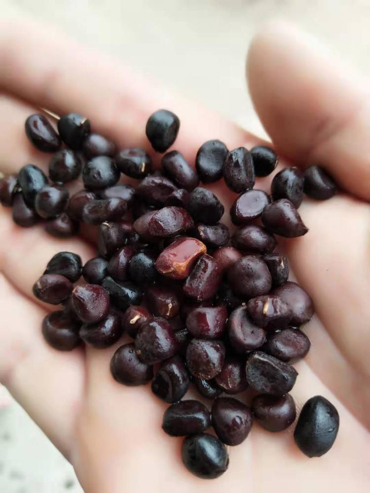 牡丹种子的价格图片