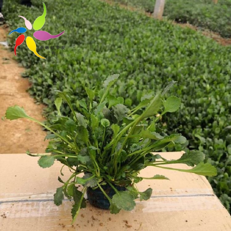 培育大滨菊幼苗 大滨菊行情 大滨菊批发出售