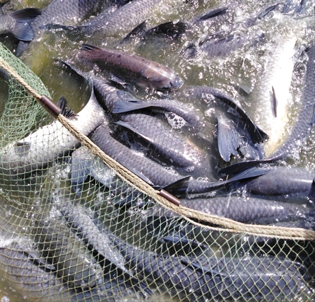 青魚成品 青魚苗大量批發(fā)