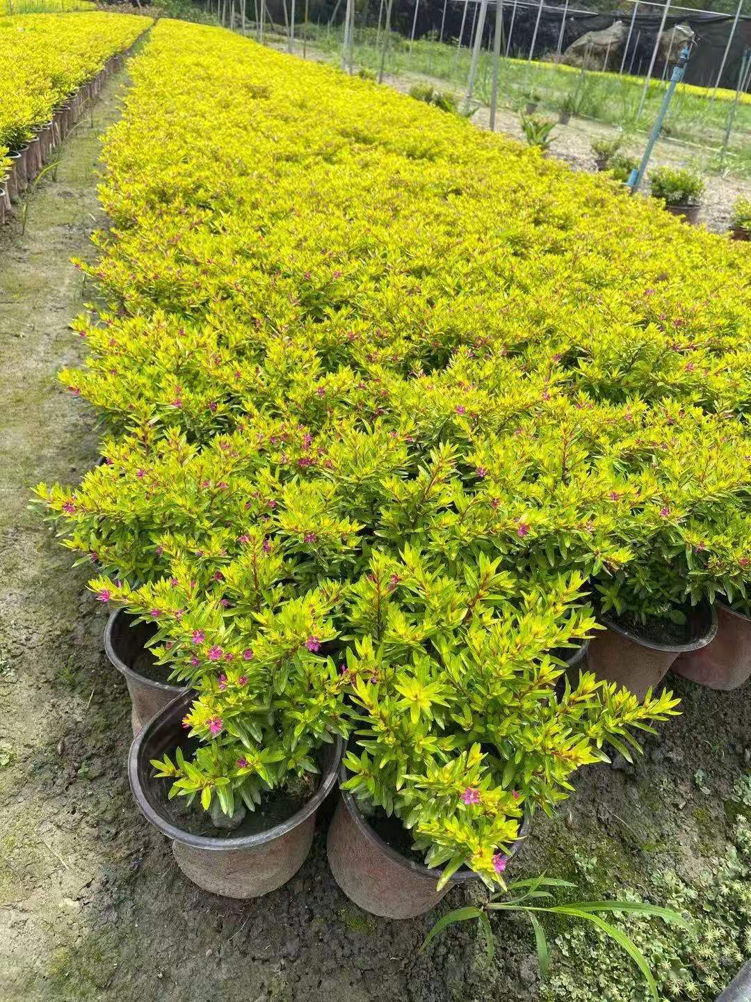 金叶满天星价格满天星报价地被灌木苗木批发成都金叶满天星种