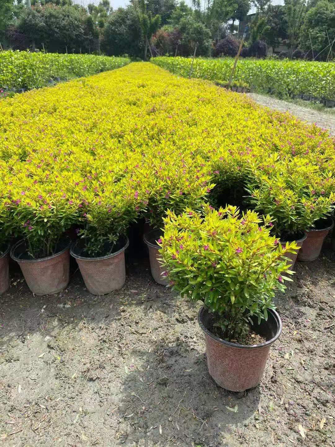 金叶满天星价格满天星报价地被灌木苗木批发成都金叶满天星种