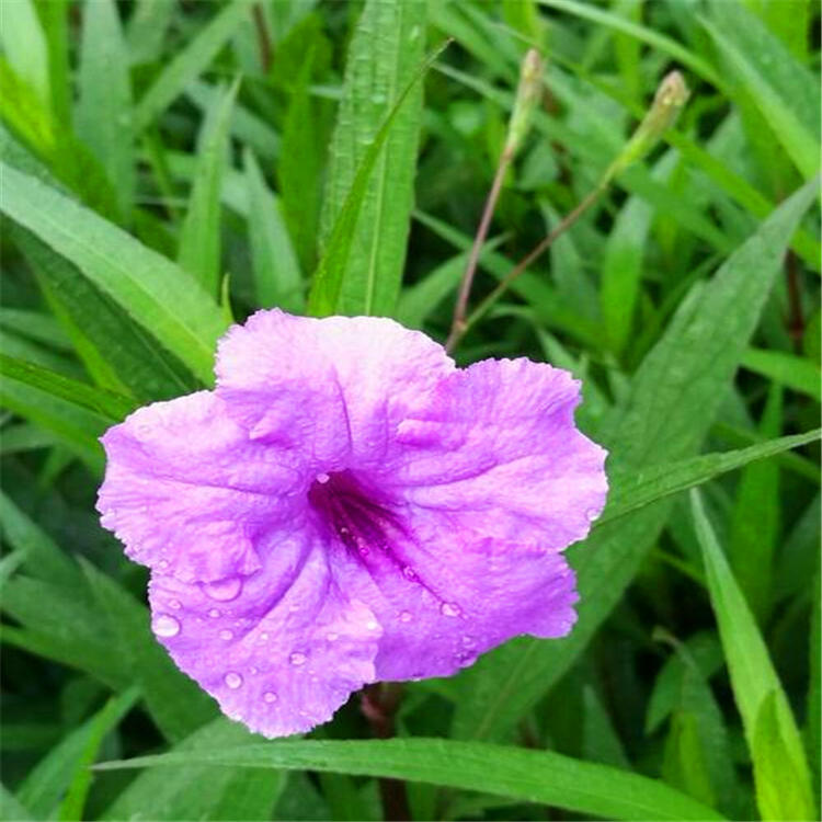 产地批发大花卢莉苗北京粉花翠芦莉杯苗小苗图片仅供参考