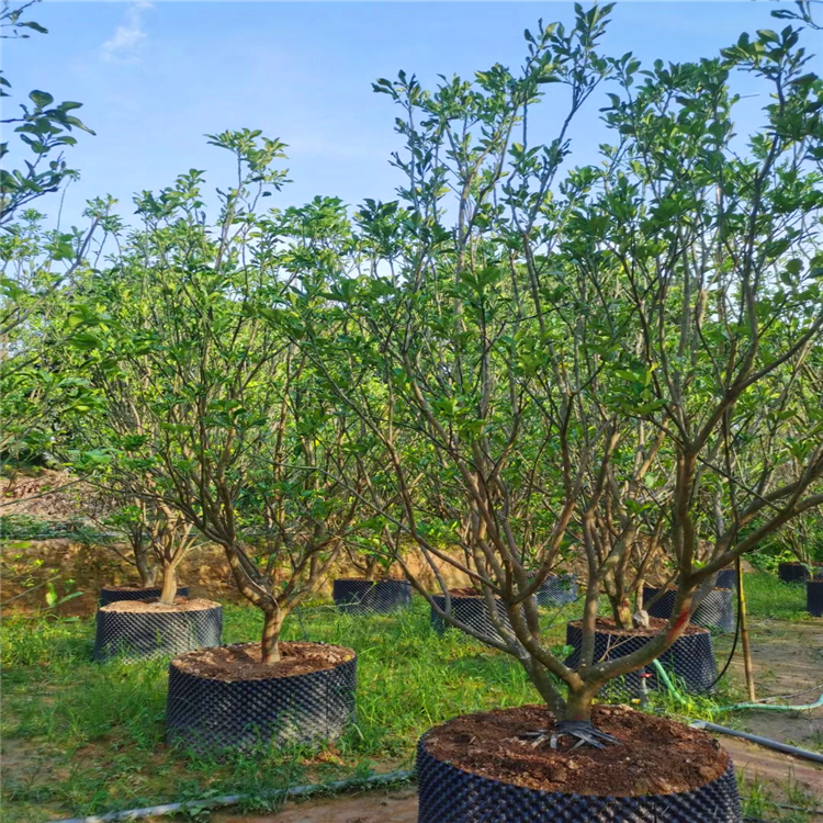 移植香泡樹漳州香櫞叢生柚子樹基地直供規格齊全