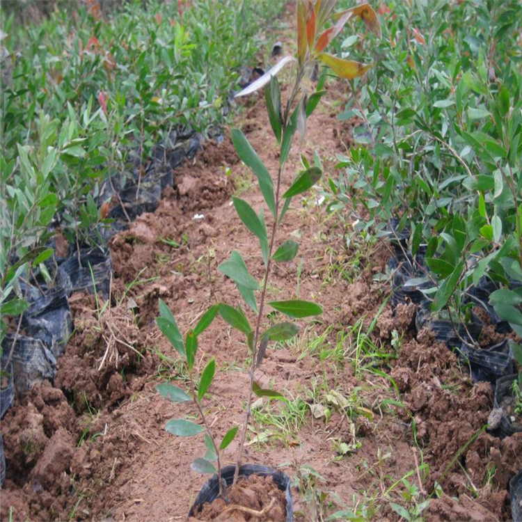 红千层小苗 袋苗 云南硬枝红千层 在线为你服务