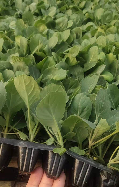 绿甘蓝苗甘蓝苗韩绿甘蓝种苗黄芯耐寒