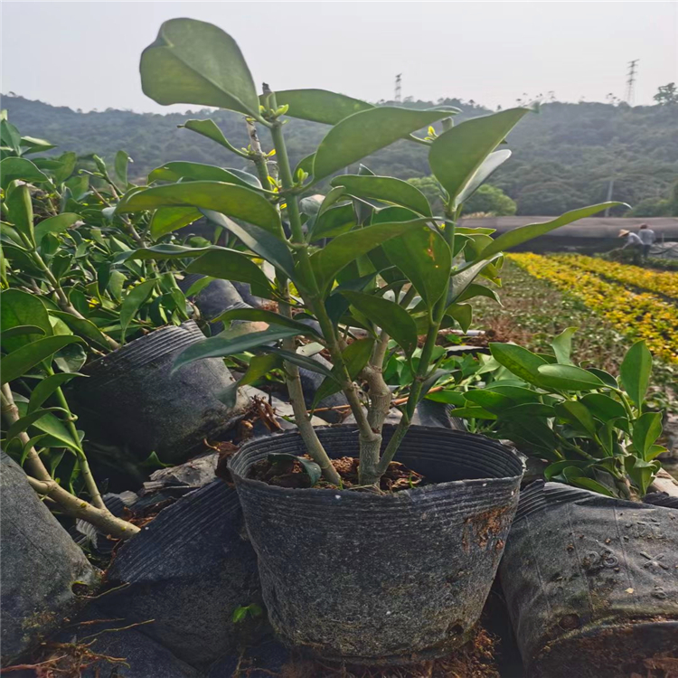 精品非洲茉莉球吉林灰茉莉苗耐修剪園林觀花觀葉植物