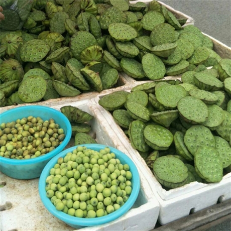 莲花种植基地 高产莲藕莲子种苗 欢迎咨询