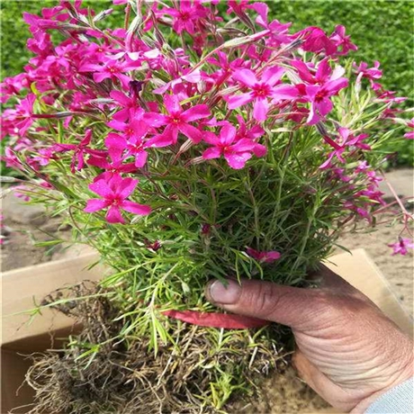 芝樱种植基地农户价格针叶天蓝绣球