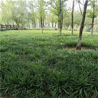 细叶麦冬批发 绿化草坪用麦冬草价格 绿油油的麦冬草
