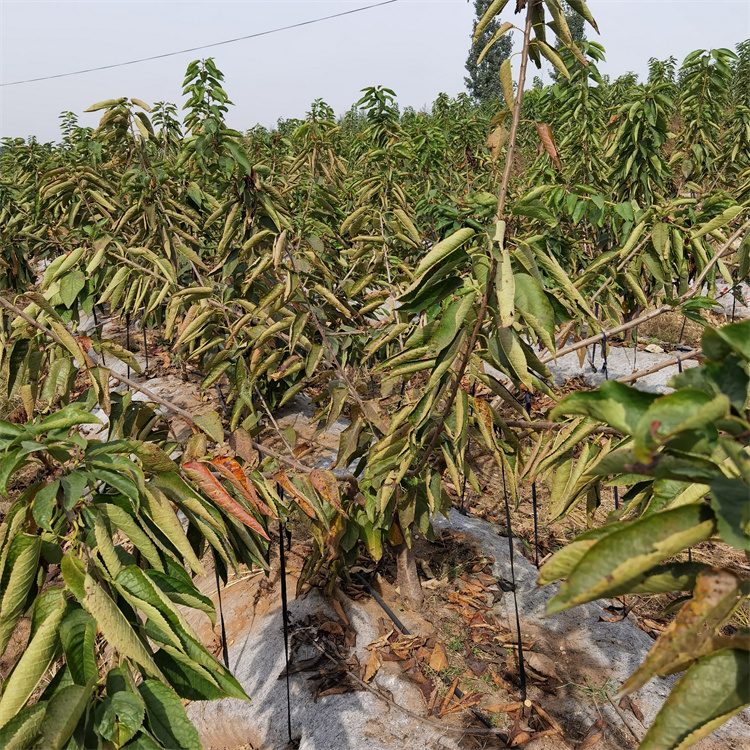 丰产性好的科迪亚樱桃苗 车厘子矮化樱桃苗新品种