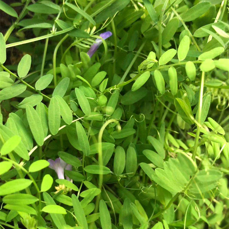 毛苕草厂家供应毛叶苕子毛苕子种子批发