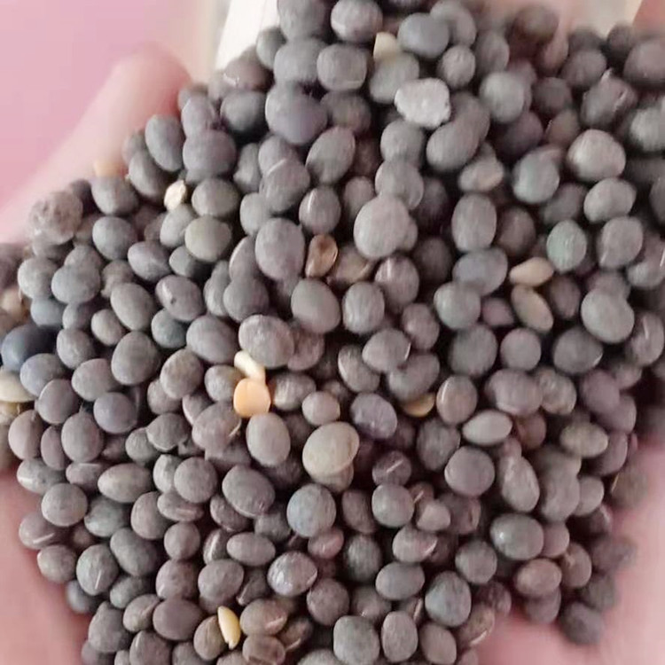 紫花苕子种子果园绿肥草籽毛苕子种籽出售耐寒耐旱高产