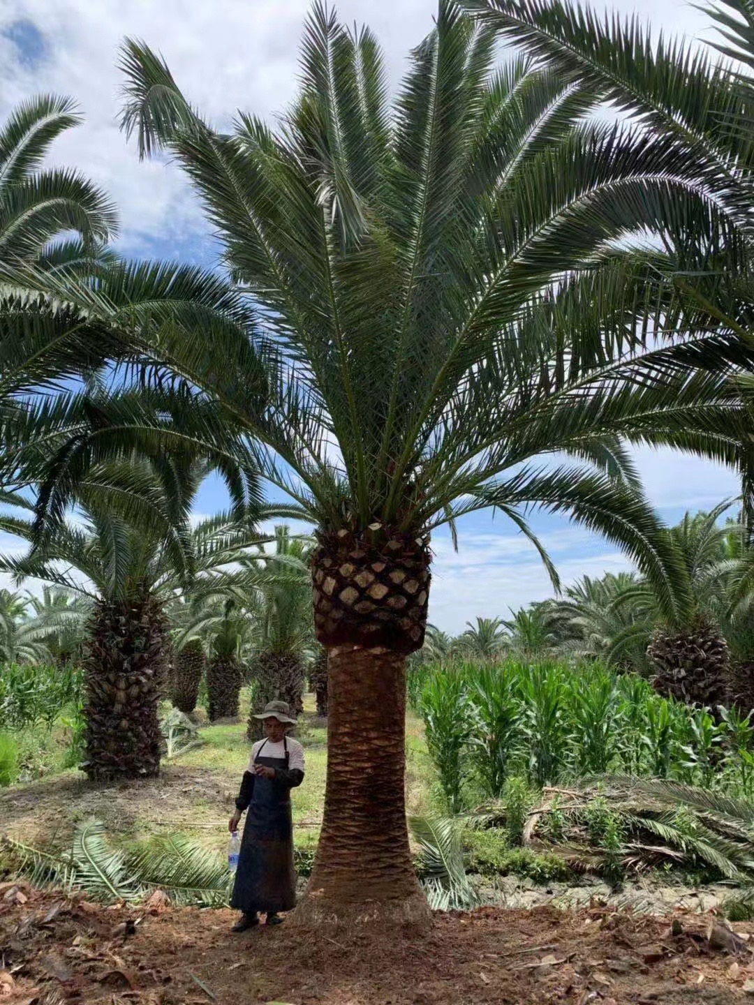 常绿棕榈加拿利海枣报价福建销售加拿利海枣