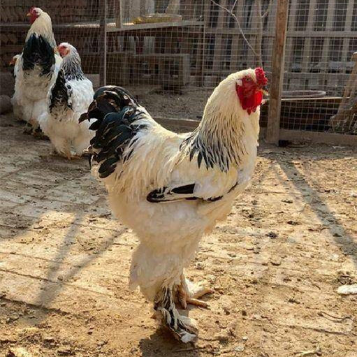 矮脚婆罗门鸡的价格出售梵天观赏鸡出售景区观赏鸡