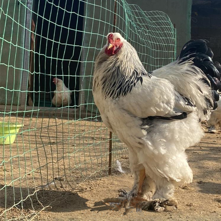 济宁盛启特种养殖场 产品展厅 >卖观赏鸡 供应景区观赏婆罗门鸡 梵天