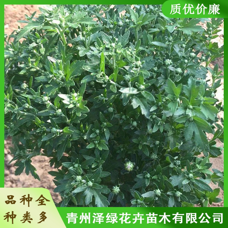 绿化苗木千头菊 泽绿 千头菊小苗 千头菊价格 欢迎致电