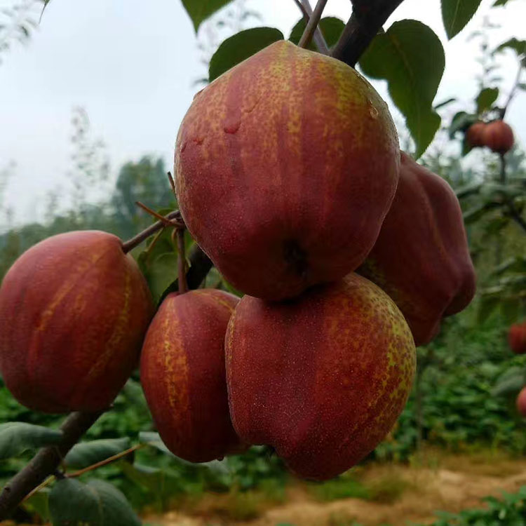 满天红梨树苗 红安久梨树苗 陕西早酥红梨树苗