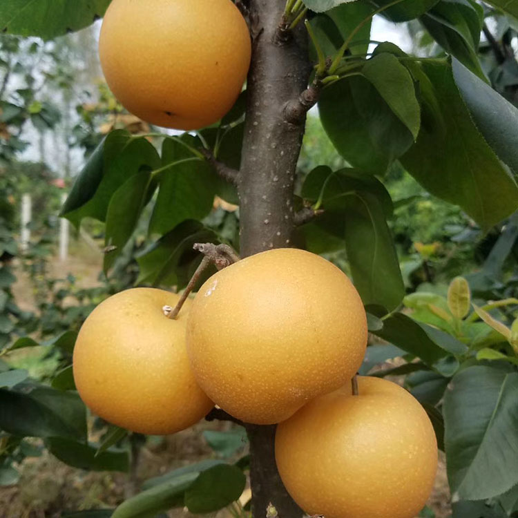 紅梨苗 早酥紅梨樹苗保品種 新疆伊犁種植早酥八月紅梨