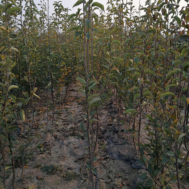 无虫害红梨树苗 早酥红梨树苗保品种 奥冠红梨苗