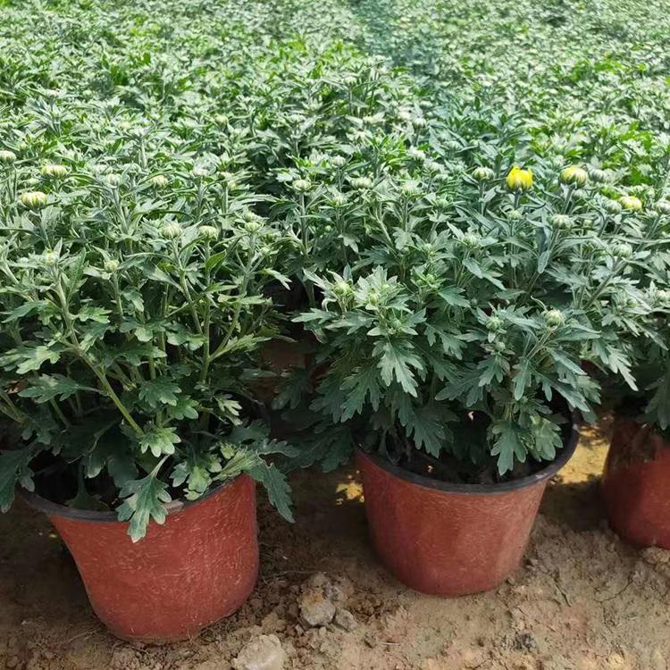 千头菊种植基地 潍高 批发千头菊小苗 量大价优