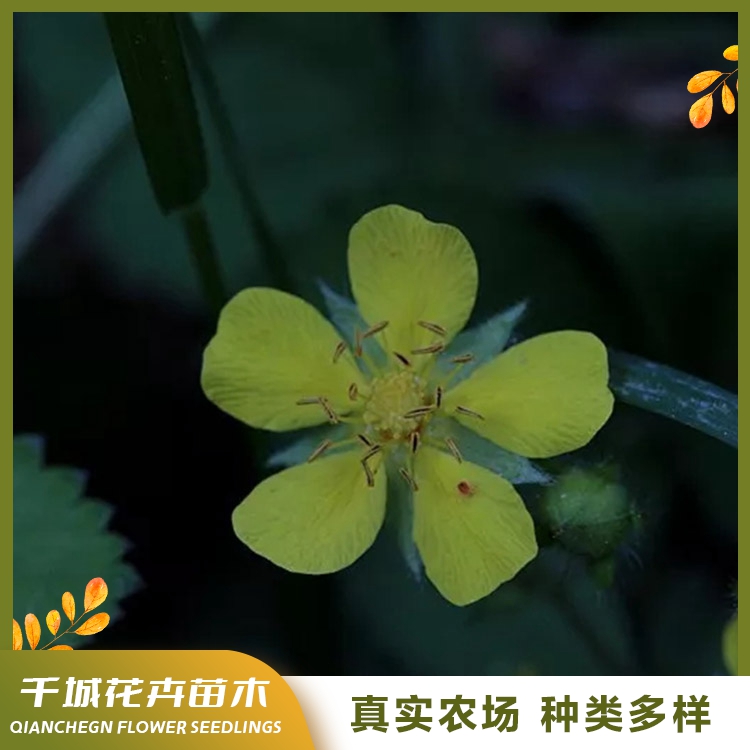 萎陵菜價格合理千城三葉委陵菜批發