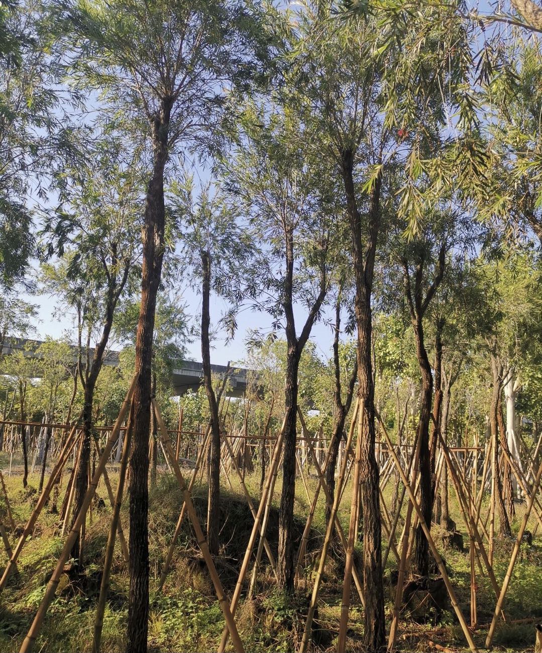 庭院观赏植物串钱柳串钱柳价格