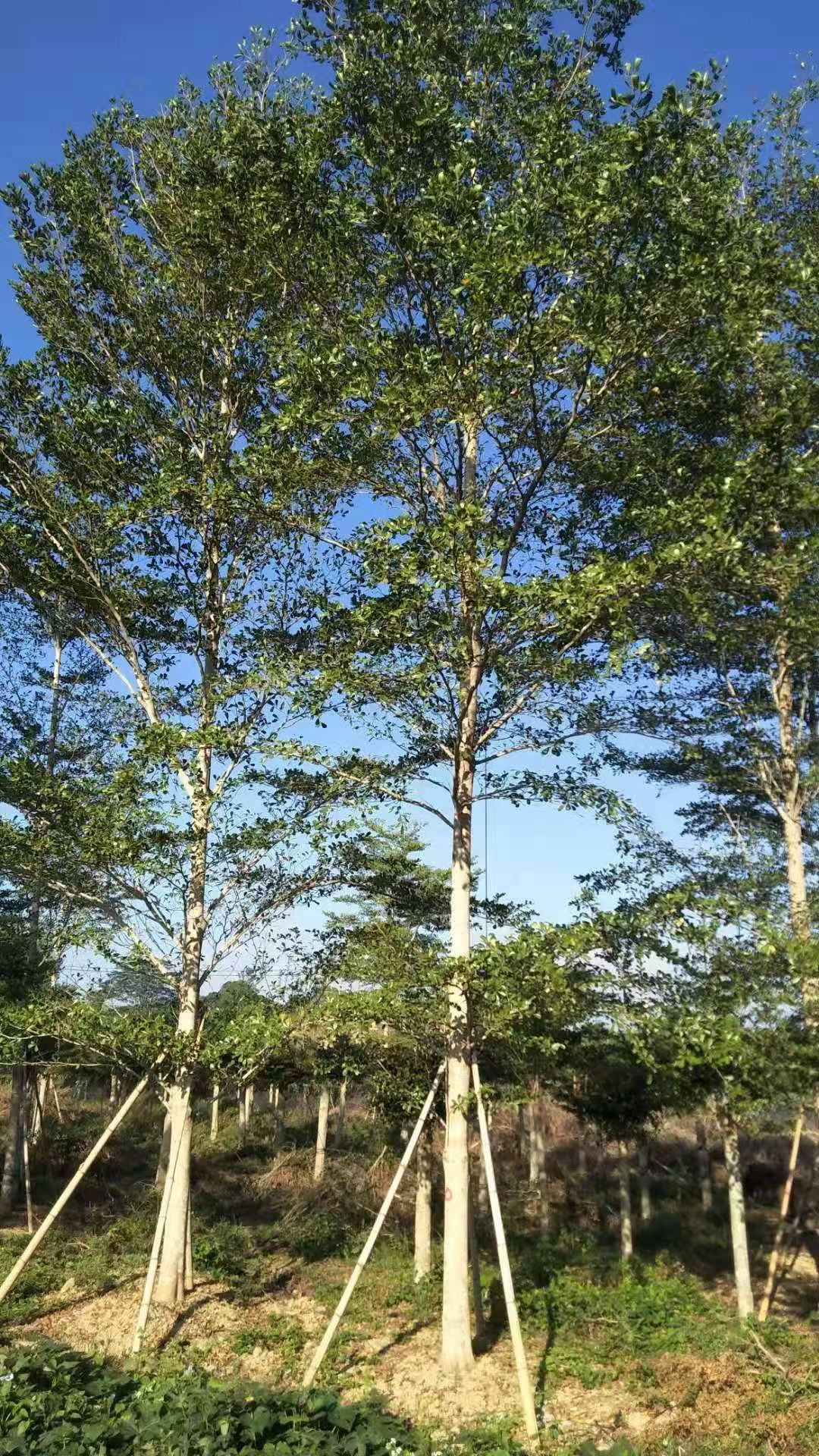 小叶榄仁