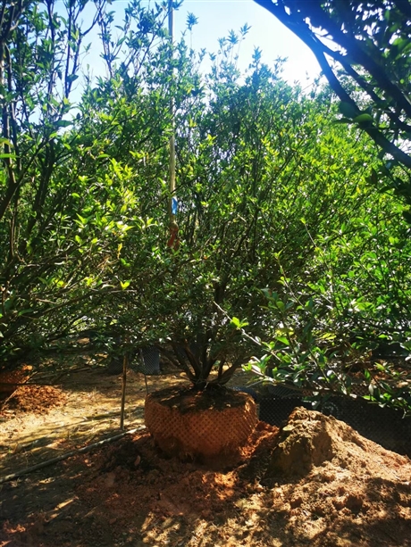 绿化树种植基地香泡树价格柚子树