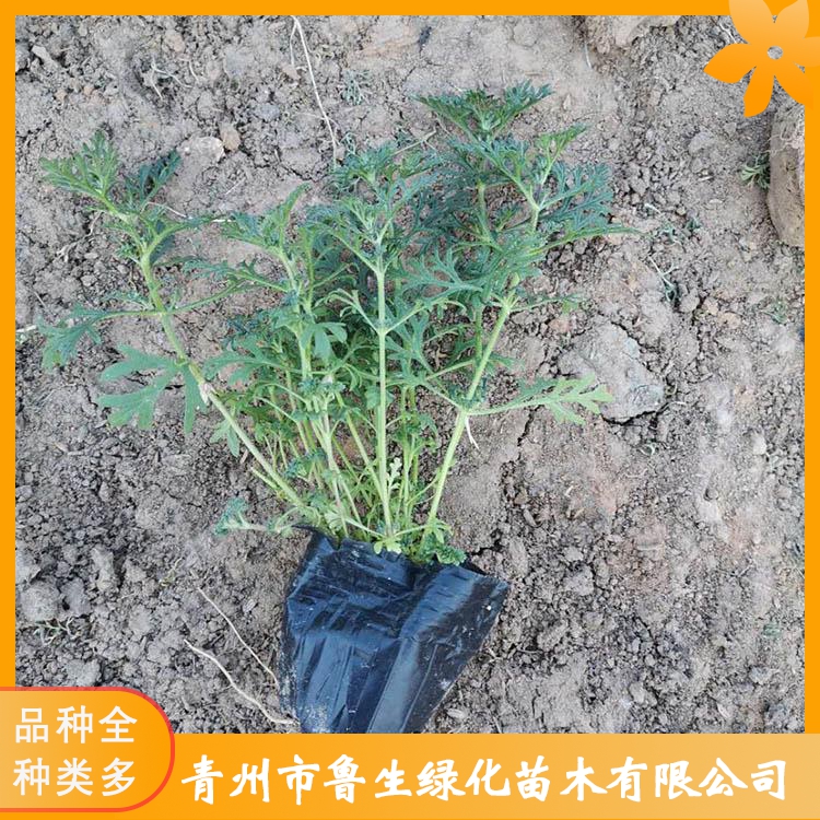 基地直供五色梅小苗鲁生五色梅批发基地质优价廉