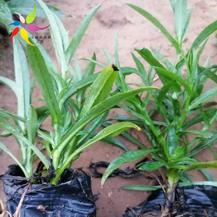 荷兰菊小苗荷兰菊批发荷兰菊价格