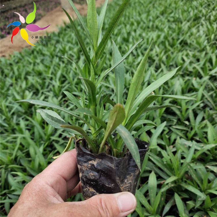 十月一花卉荷兰菊荷兰菊小苗耐寒花卉荷兰菊