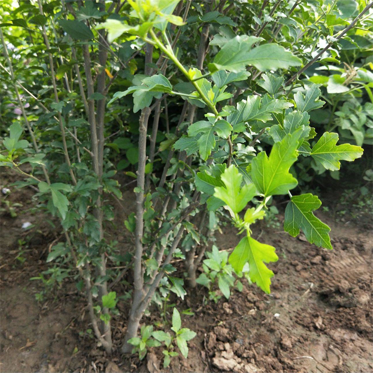 出售木槿树苗 护坡绿化工程庭院盆栽苗 小区绿化苗木