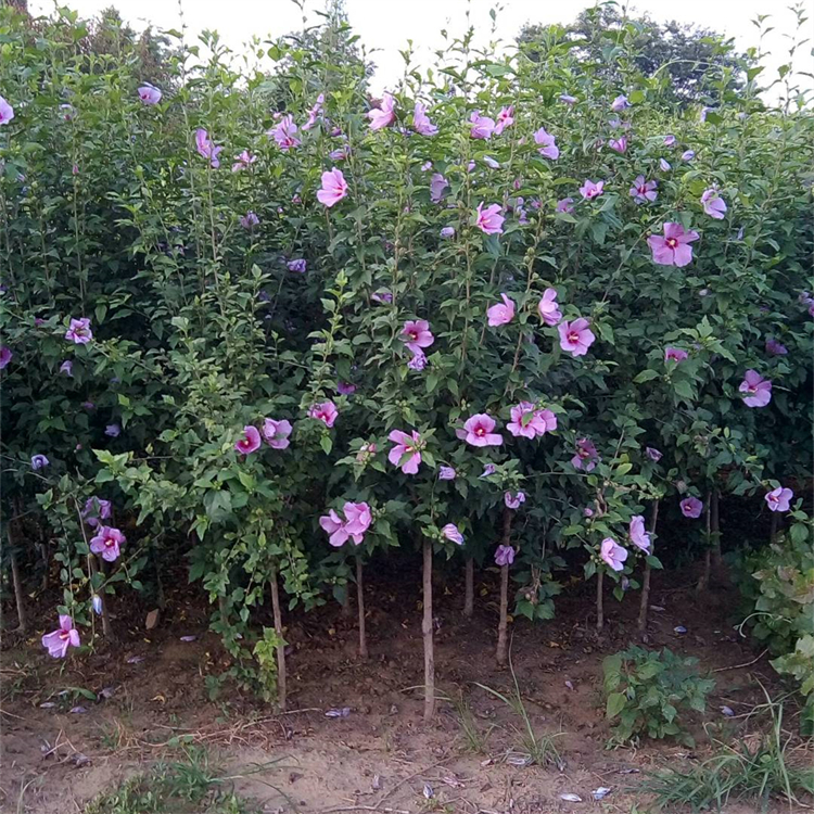 出售木槿树苗 护坡绿化工程庭院盆栽苗 小区绿化苗木