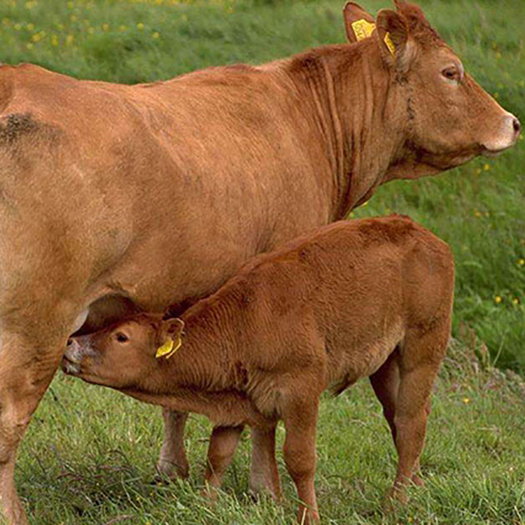 夏洛莱牛-养牛-改良杂交肉牛_嘉祥县六合牛羊养殖场